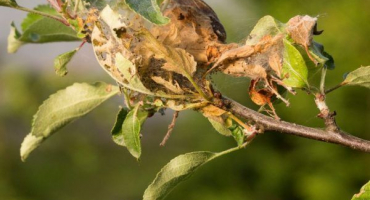 Pavučina na jabloních - naléhavá pomoc rostlině